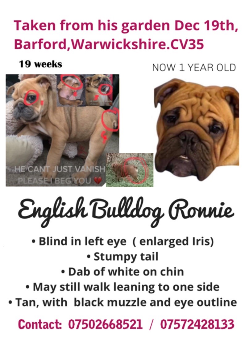 Missing Dog Ronnie